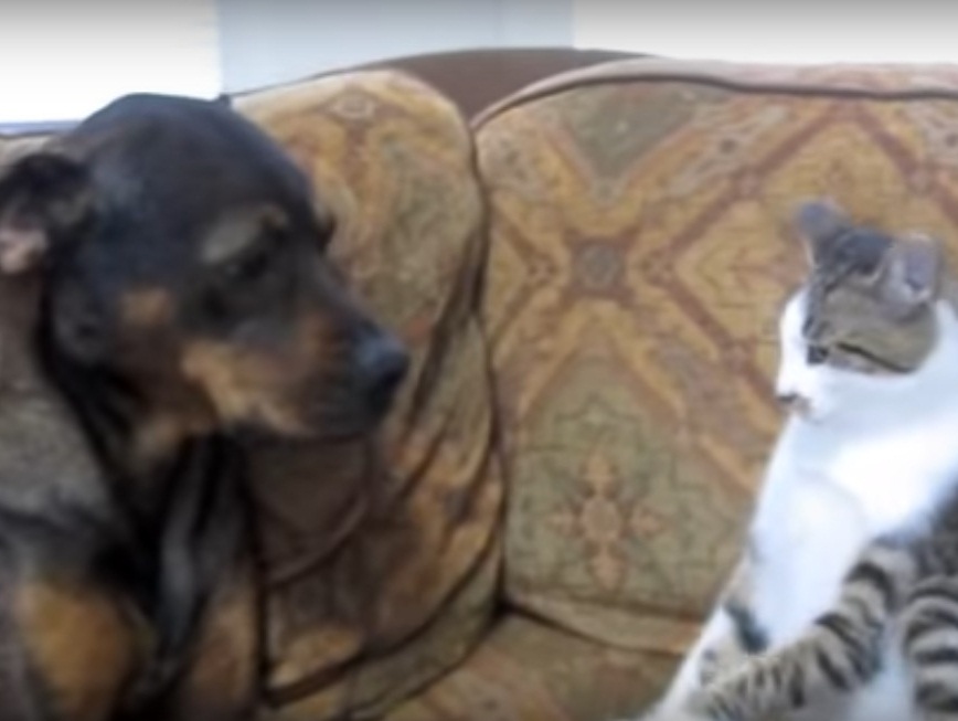 Cute Cat Vs Dog Fight