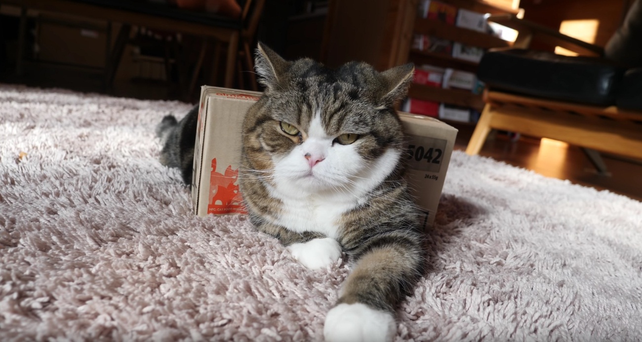 Maru Wears The Box