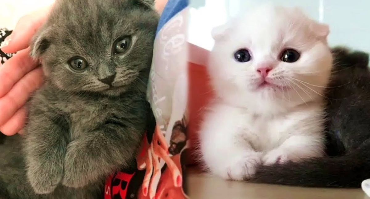 Two Adorable Kittens