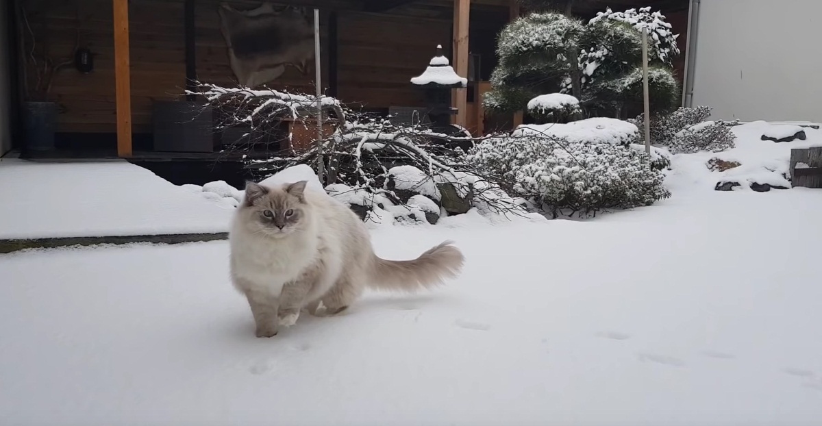Ragdoll Cat First Time In Snow