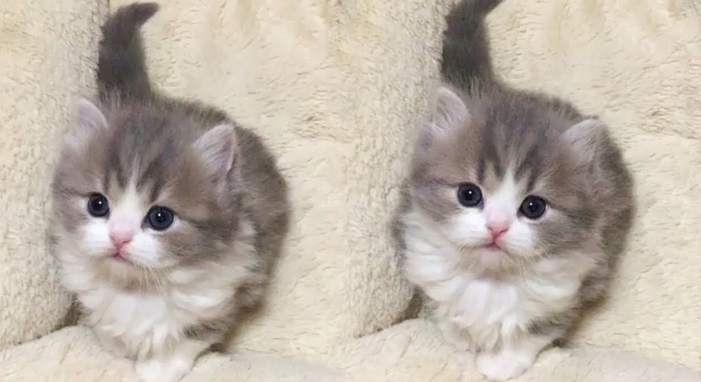 Adorable Kittens Compilation