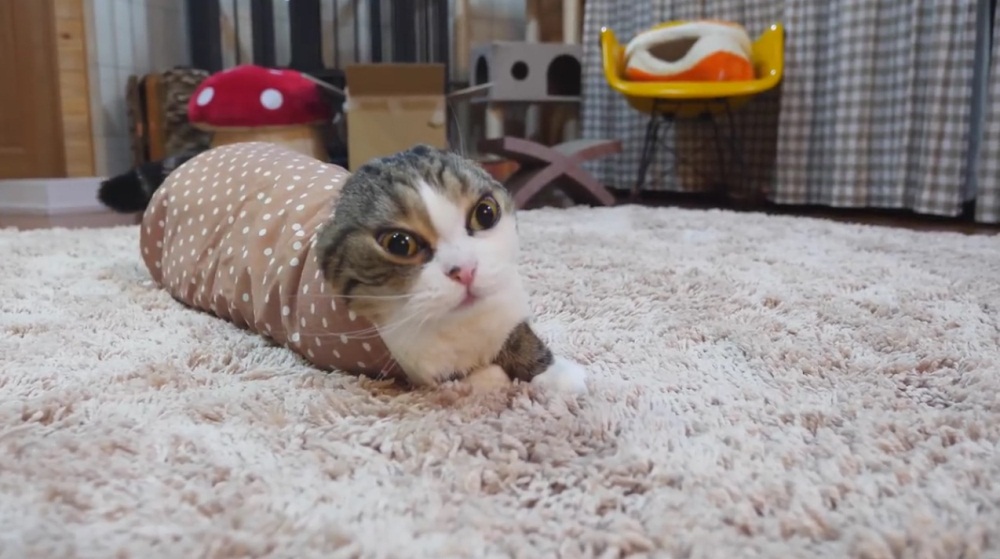 Maru Relaxes In Sleeve