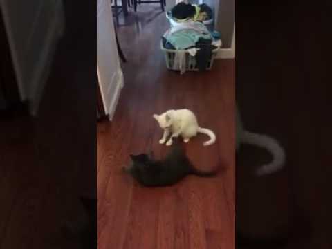 Yin and Yang having a fight