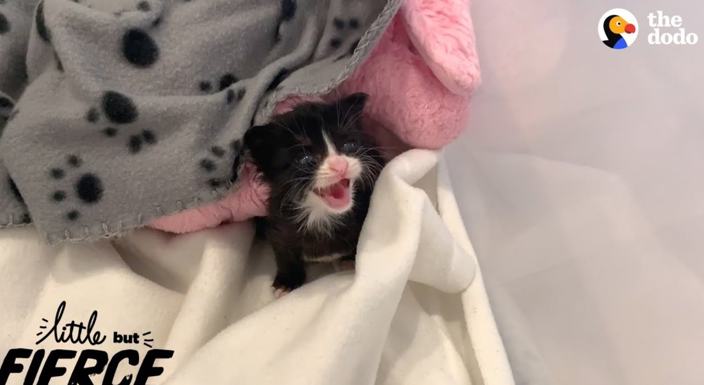 Kittens Found Crying In Trash Bag
