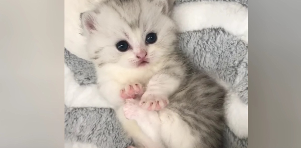 This Kitten Is Too Cute