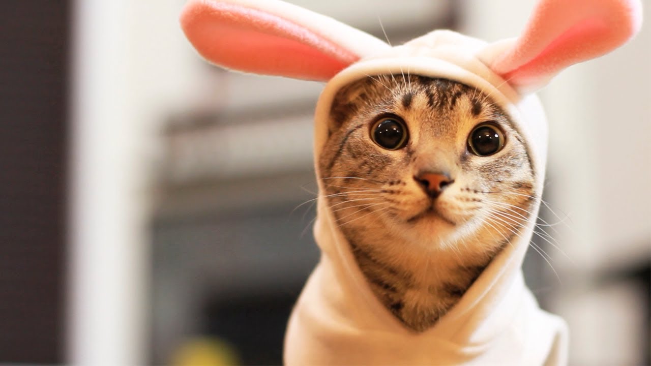 Easter Bunny Kitty