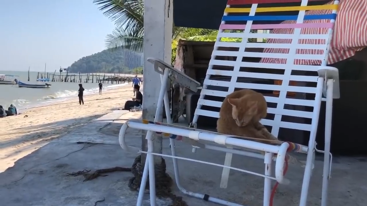The Cat Beach