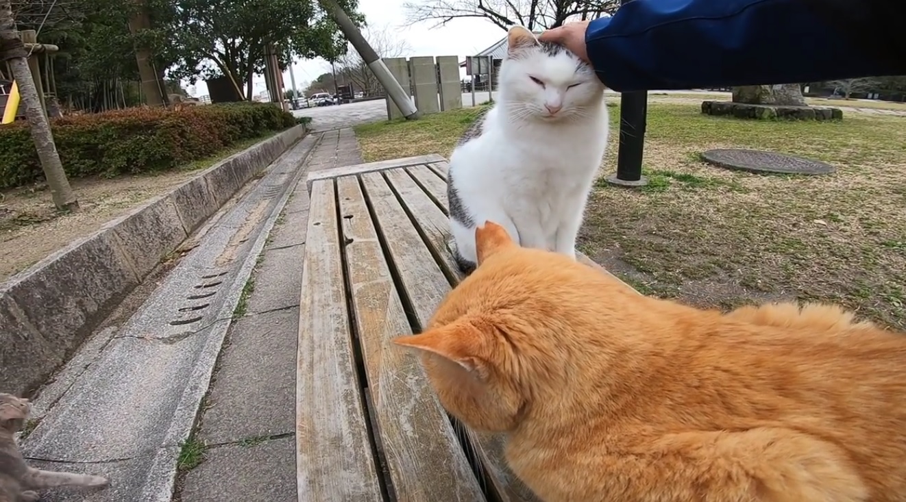 Purrfect Company On The Bench