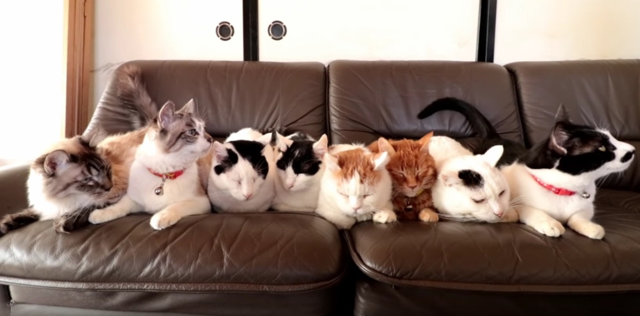 The Kitty Sofa