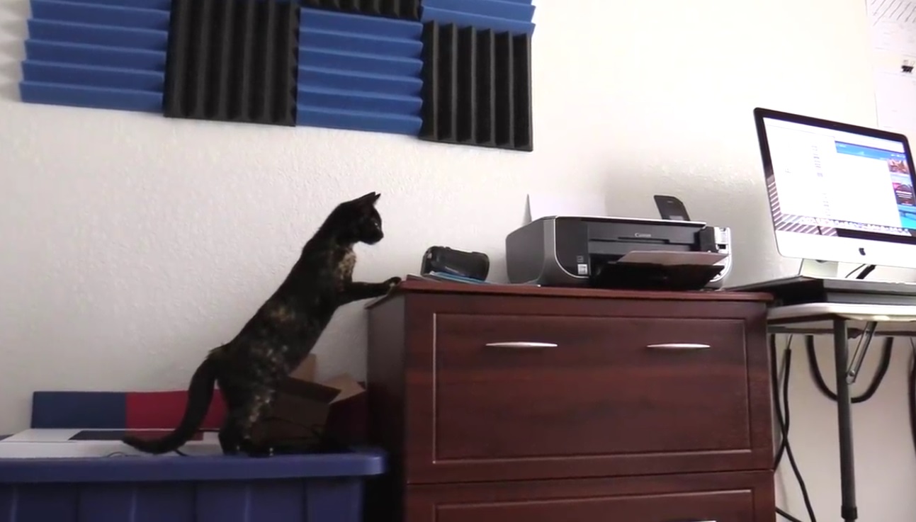 Cats And Printers