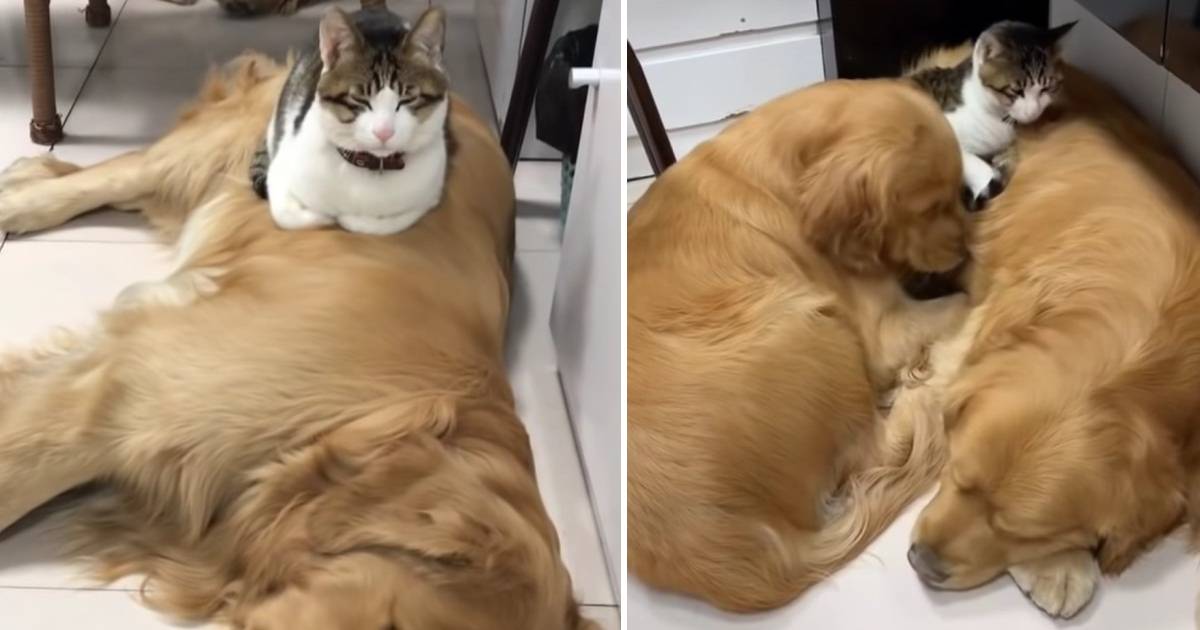 Cat Using Golden Retreiver As Pillow
