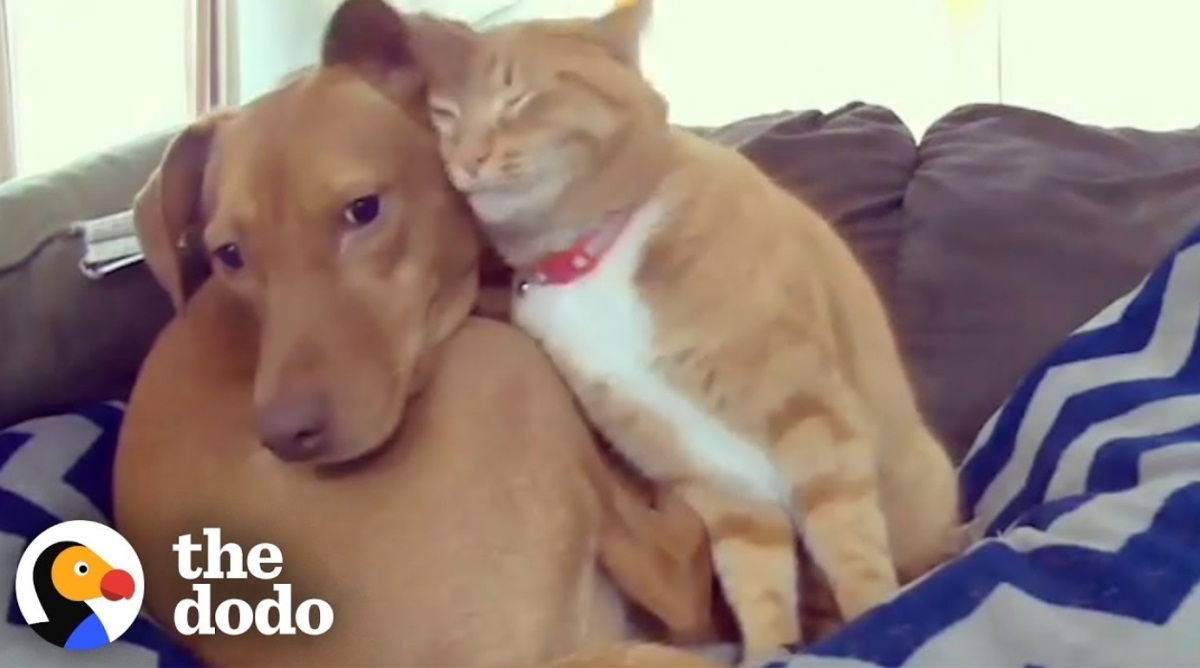 Hidden Camera Shows Cat And Dog Friendship