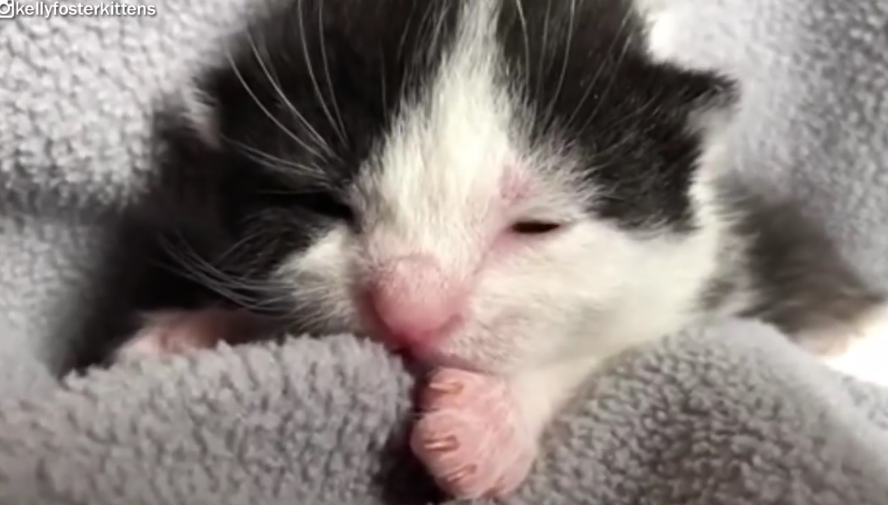 Tiny Foster Kittens Will Make You Smile