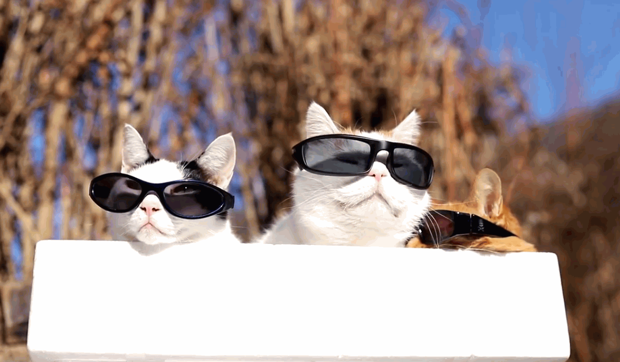 Cool Cats Sunbathing
