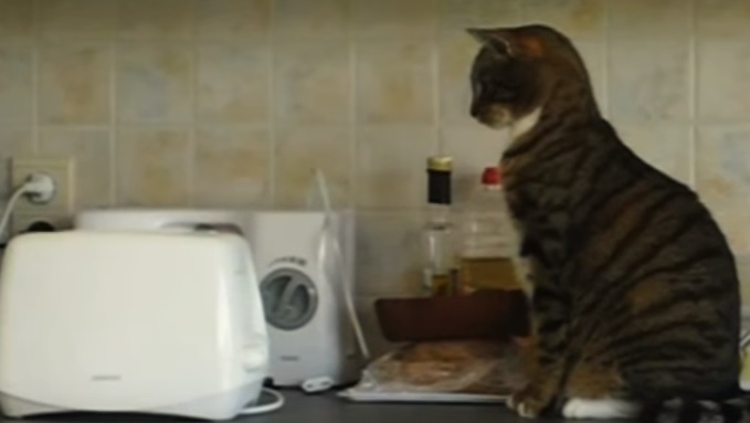 Cats Vs Toasters