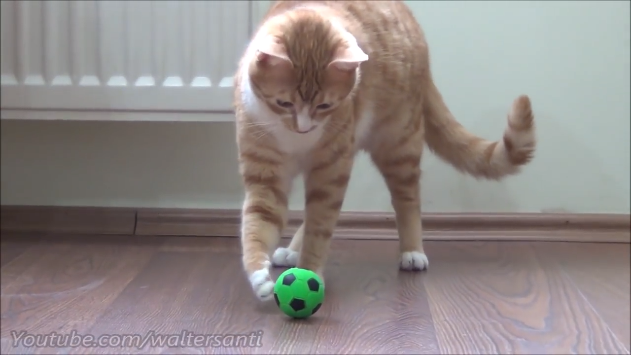Playful kitten gets a ball upgrade