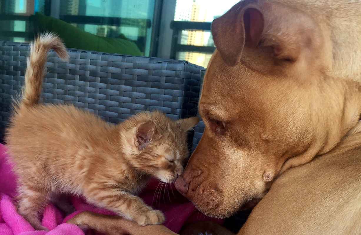 A kitten growing up with his best friend, a pit bull