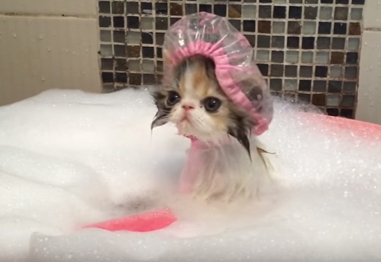 Cat Takes a Bath