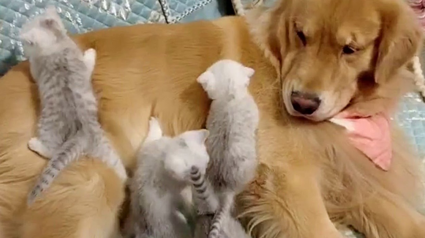 Golden Retreiver And His Tiny Friends