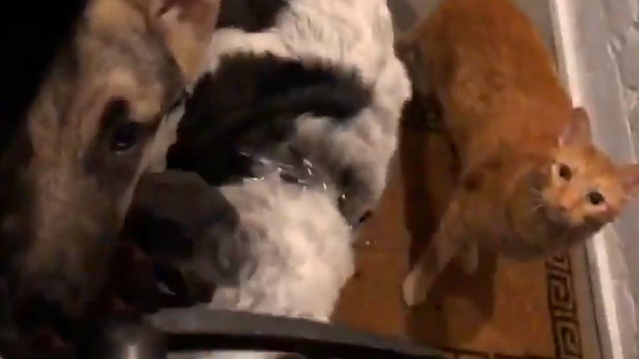 A funny story with a cat and two dogs