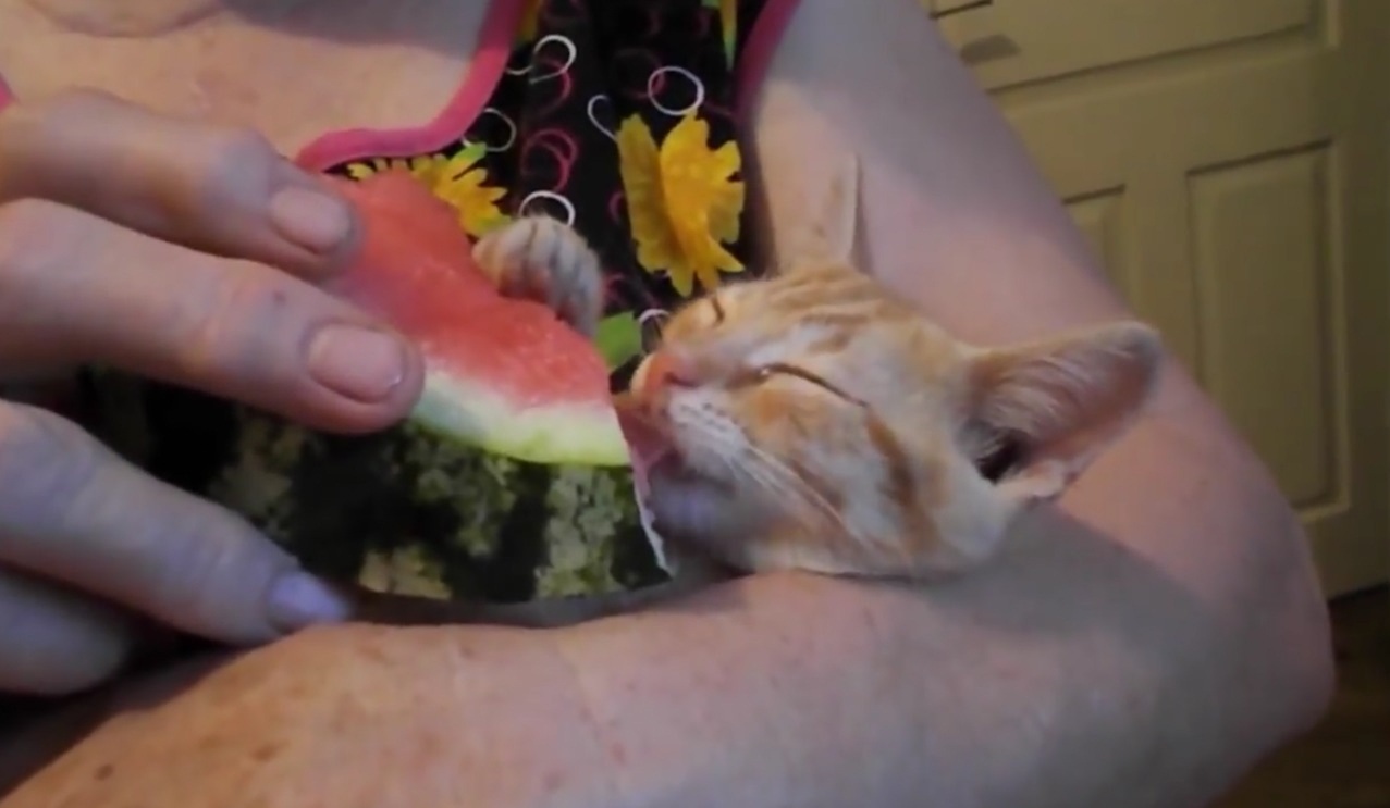 Best Fruits For Cats Guide