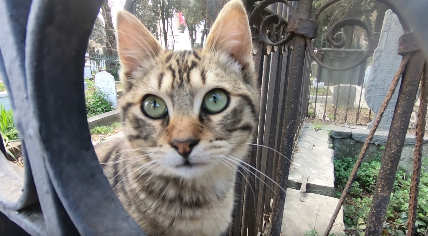 Playful Tabby Cat