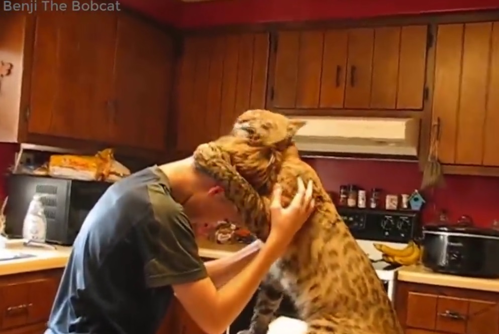 Cute Moment Between Boy And Bobcat
