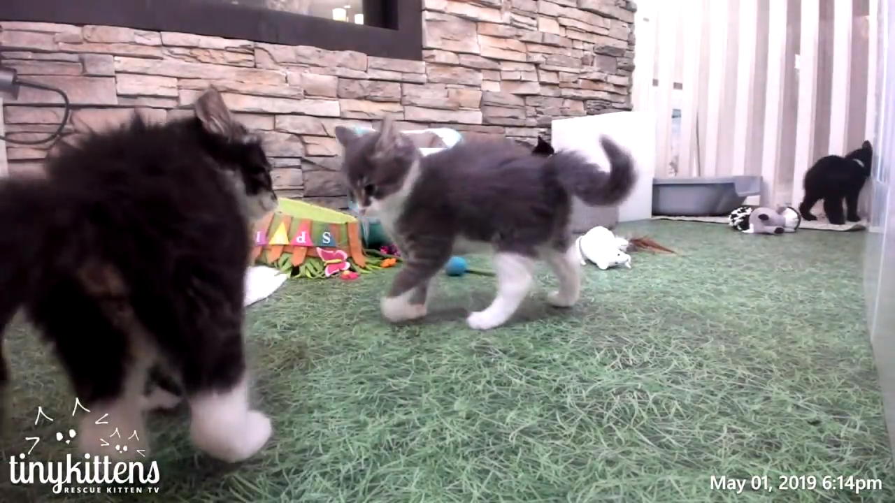 The epic battle of two fierce kittens