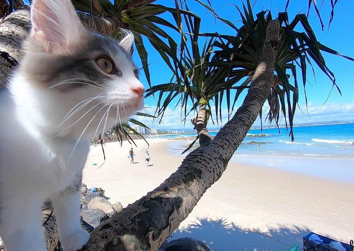 Cats have a relaxing day at the beach