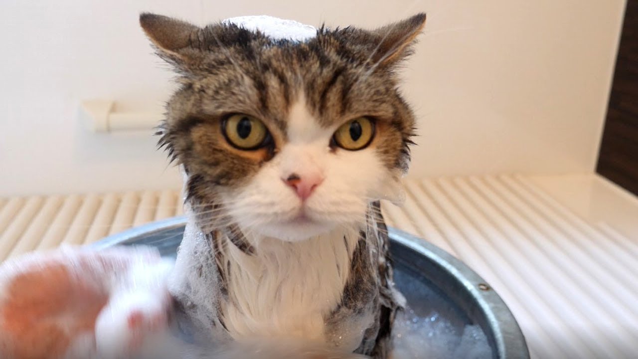 Maru Takes A Bath