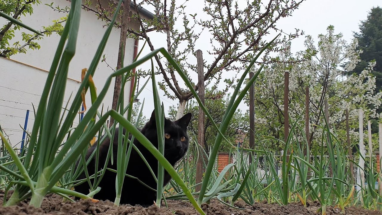 Little Black Panther Hunting
