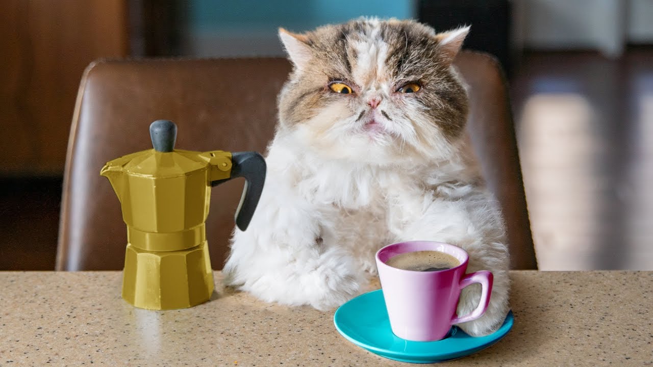 When a cat drinks coffee - Aaron's Animals