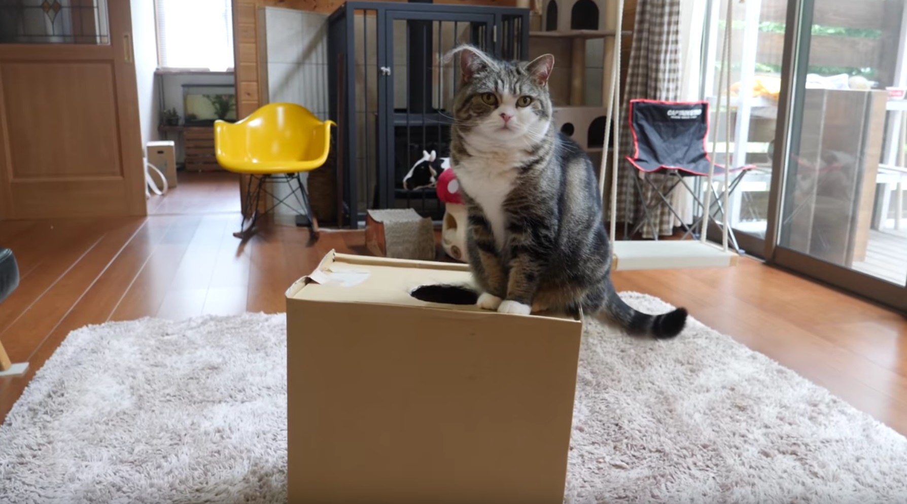 Maru Loves This Box