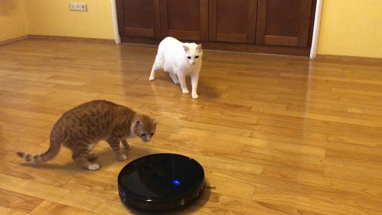 Cats Vs Robot Vacuum