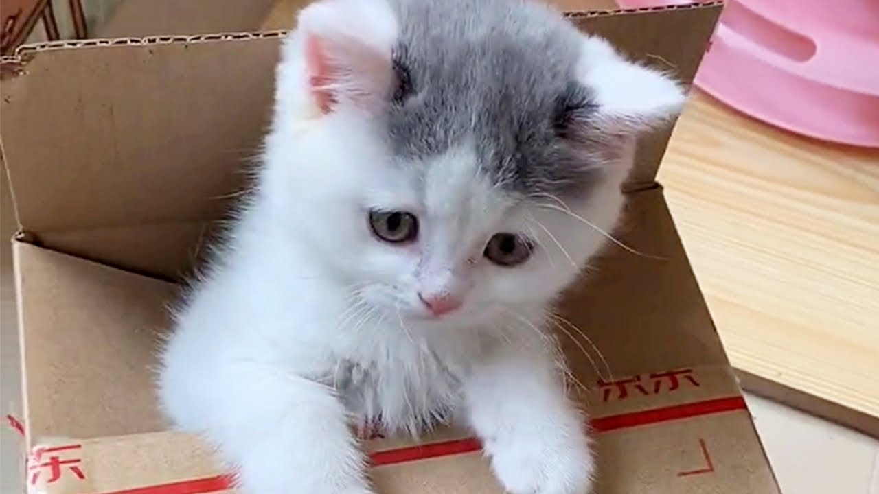 Kitten Loves Her Box