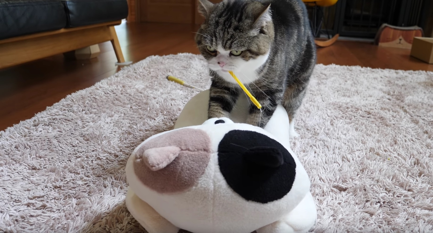 Maru Performs Special Massage