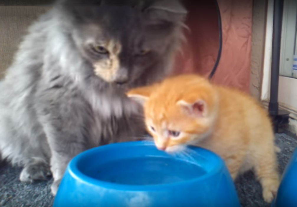 Cute kitten learning how to drink water