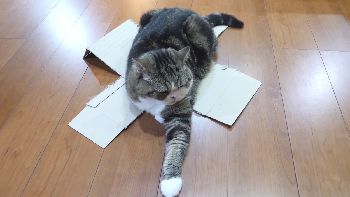 Pranking Maru With Weak Boxes