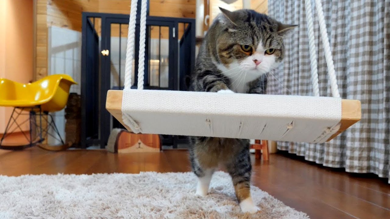 Maru And The Swing
