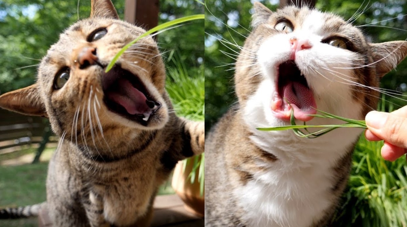 Maru And Hana Love Cat Grass
