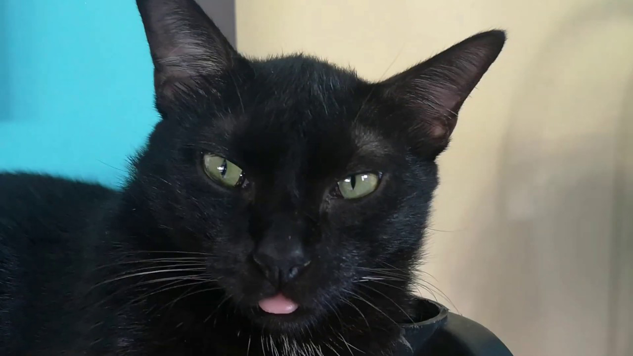 Lebron the cat forgets his tongue out