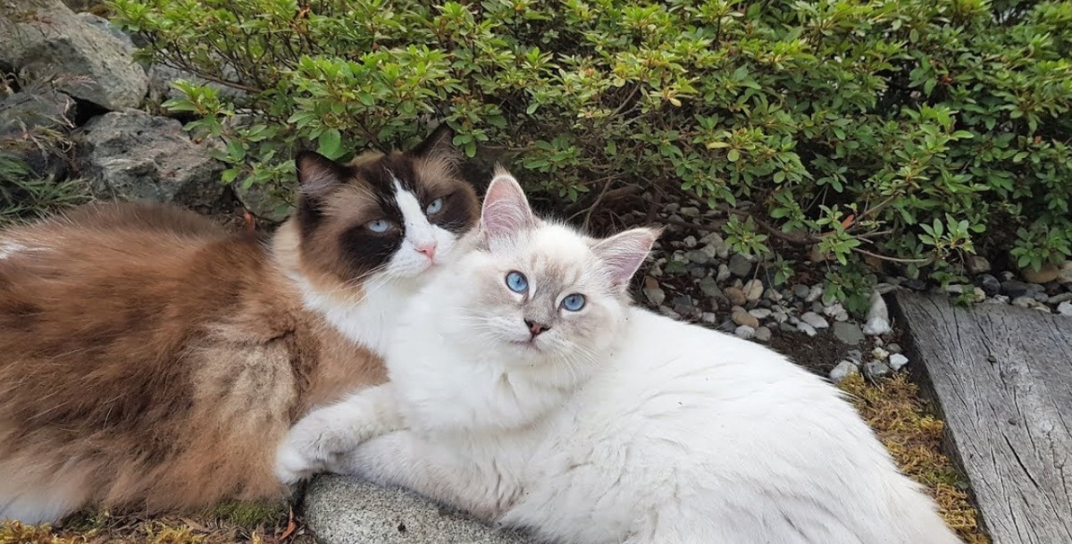 How These Cats Bonded Like Brothers