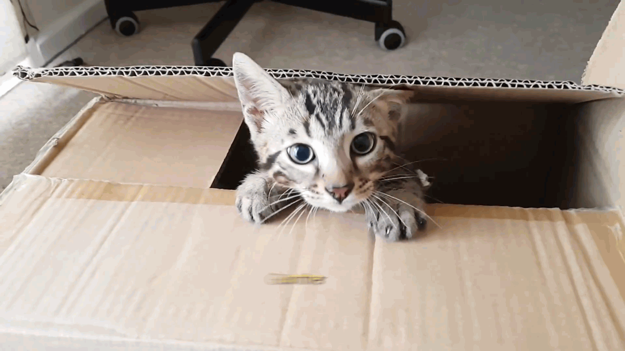 Meet Gunther, the playful bengal kitten