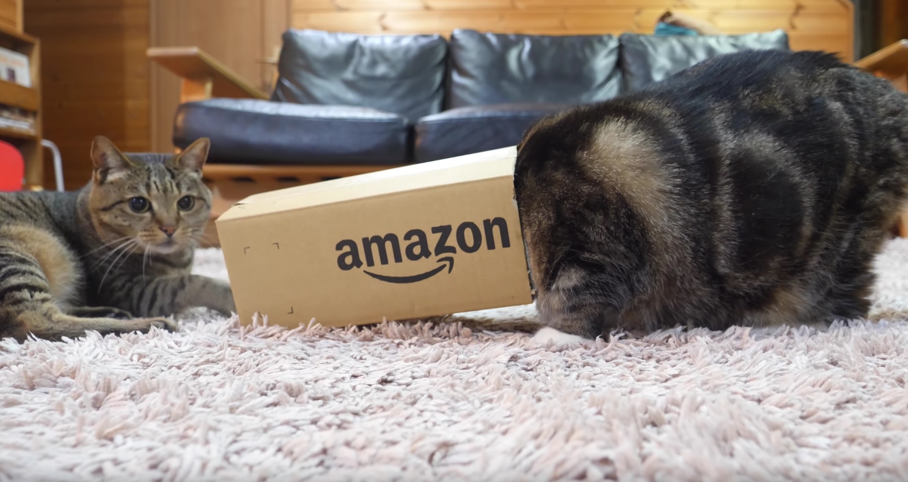 Maru Gets Into Box