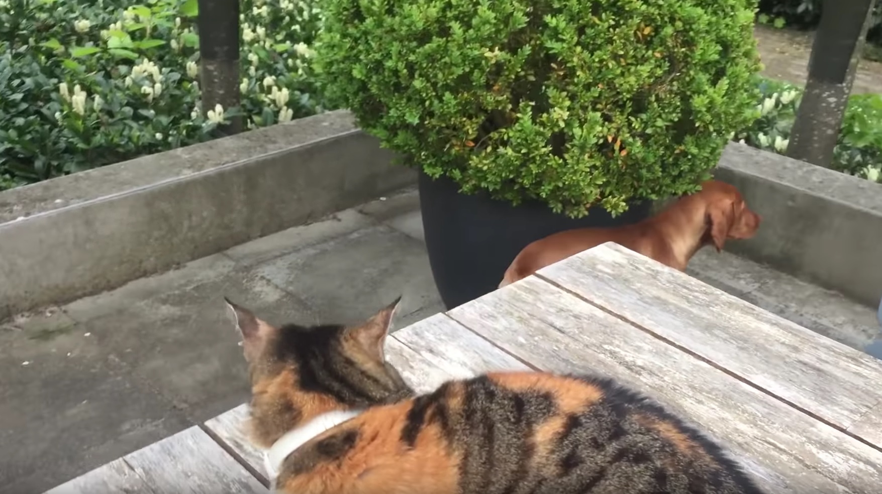 Cat Defends Her Dog Friend