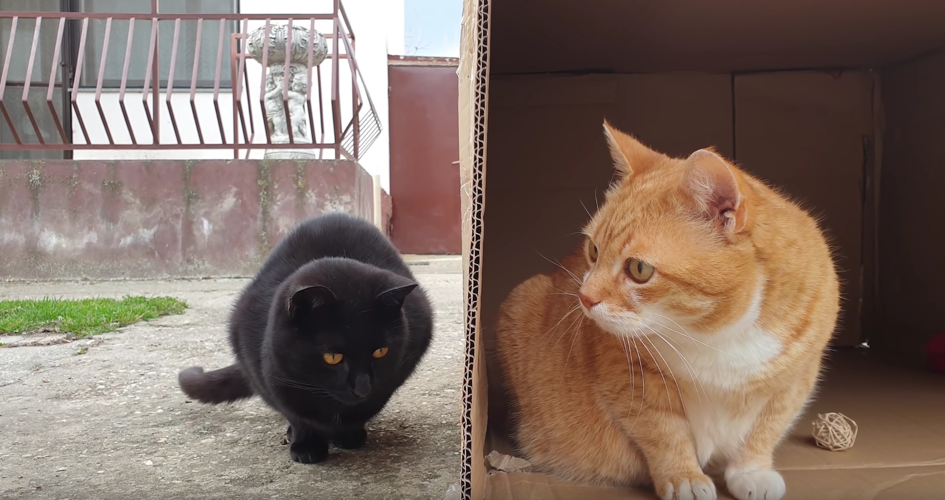 Cute Cats Play In Cardboard Box