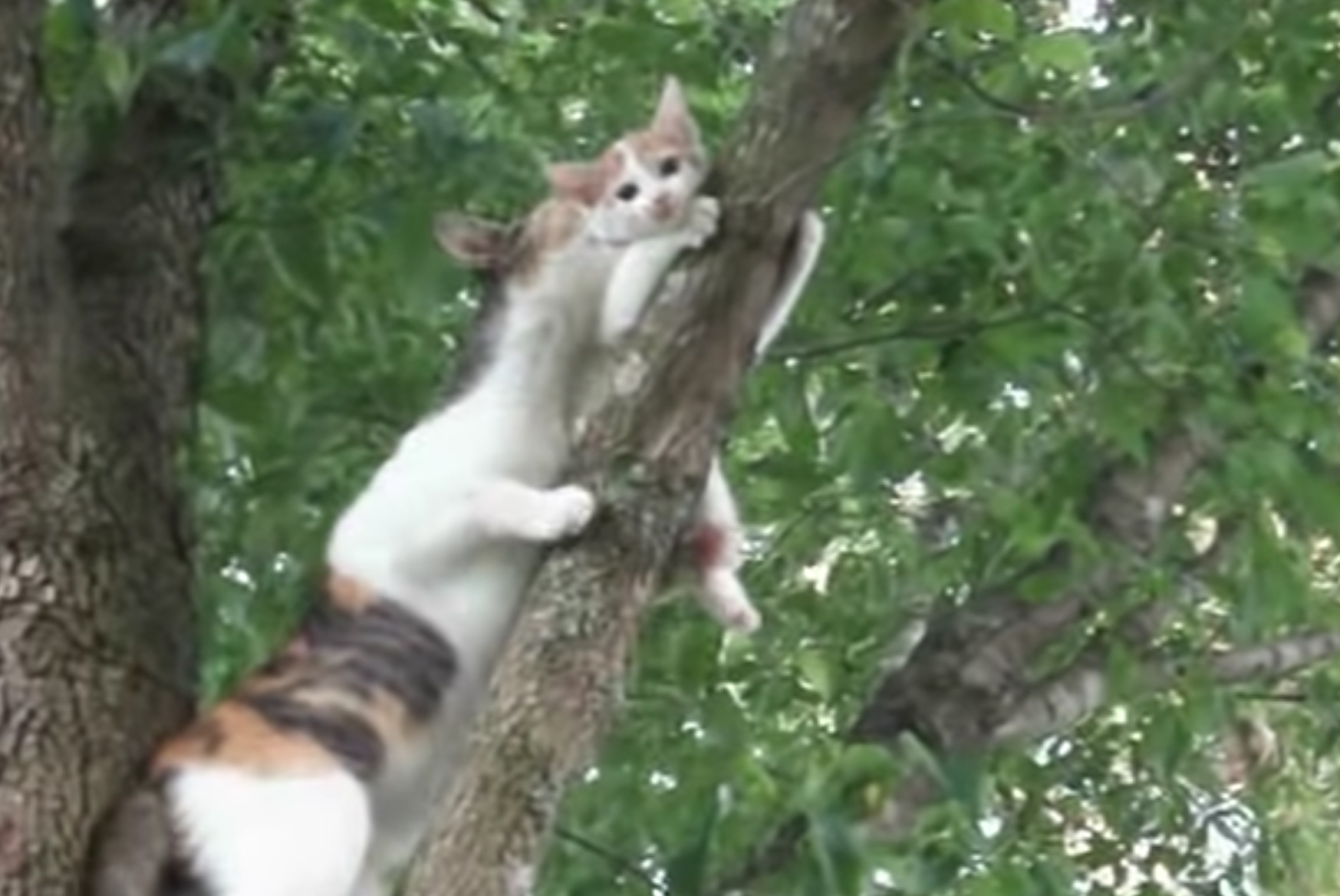 Kitten Learns How To Get Back Down