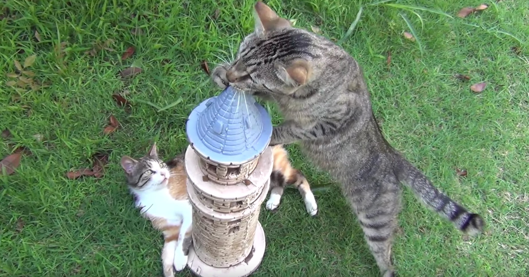 Cats Conquer The Feast Tower