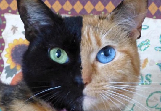 11 Unusual Cats You Won't Believe Exist