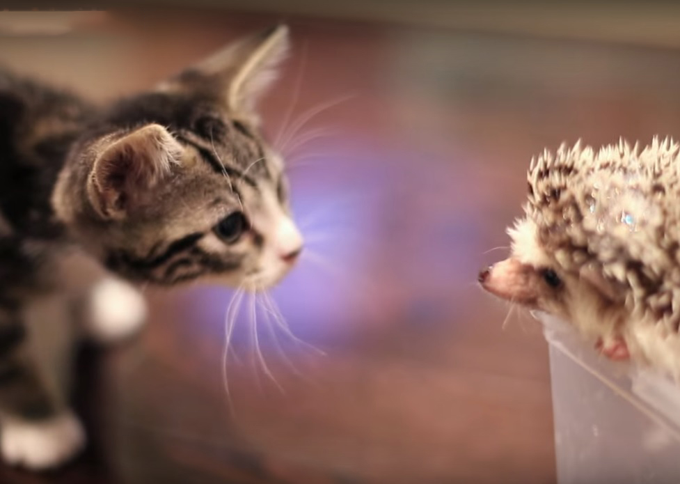 Kitten meets Hedgehog